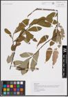 Foto von Salix cinerea L.
